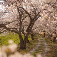 福島県の笹原川千本桜、満開の桜トンネルを彩る春の絶景の写真
