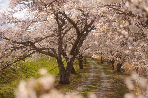 福島県の笹原川千本桜、満開の桜トンネルを彩る春の絶景