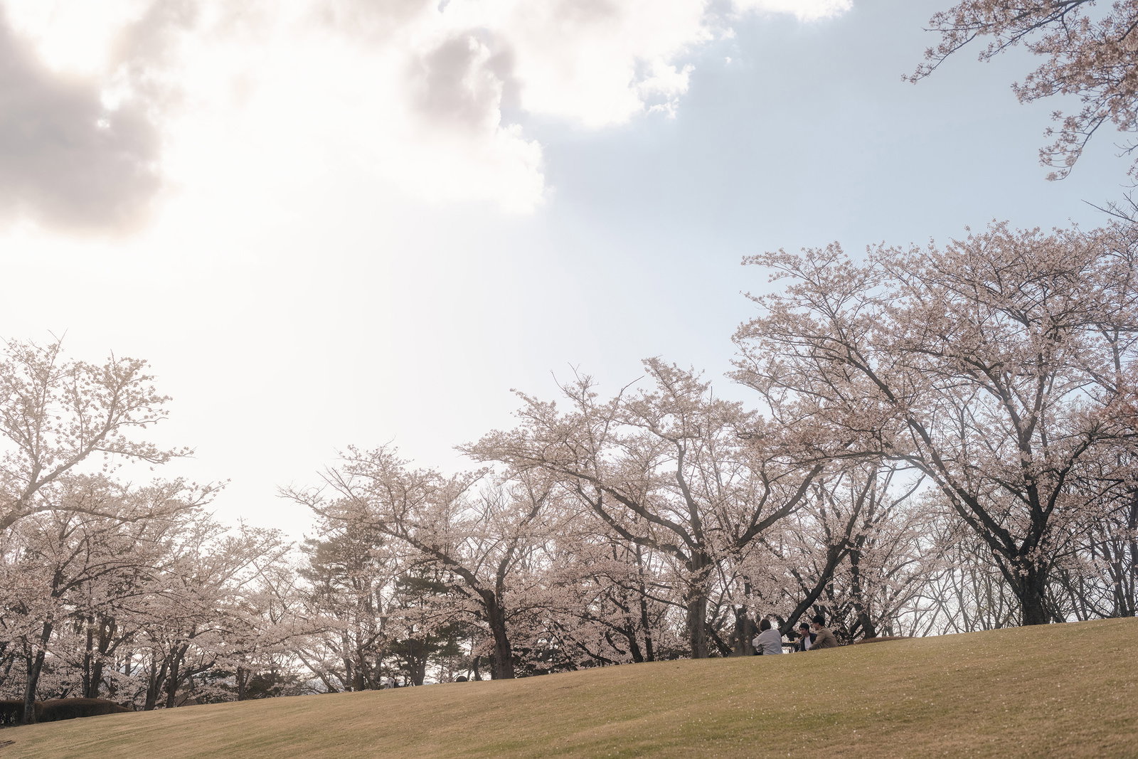 逢瀬公園で満開に咲く桜並木と青空の風景