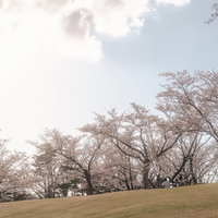 逢瀬公園の満開桜並木でお花見 郡山市の春の風景の写真