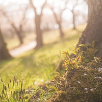 桜の木の根元に息吹く苔と春の植物（逢瀬公園）の写真