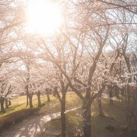 逢瀬公園の丘陵地に咲く満開の桜と夕焼けに染まる風景の写真