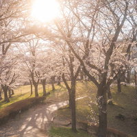 郡山市逢瀬公園の桜並木の坂道を夕暮れに見た春景色の写真
