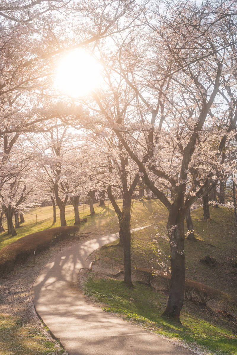夕日に照らされた満開の桜並木の坂道、逢瀬公園の春景色