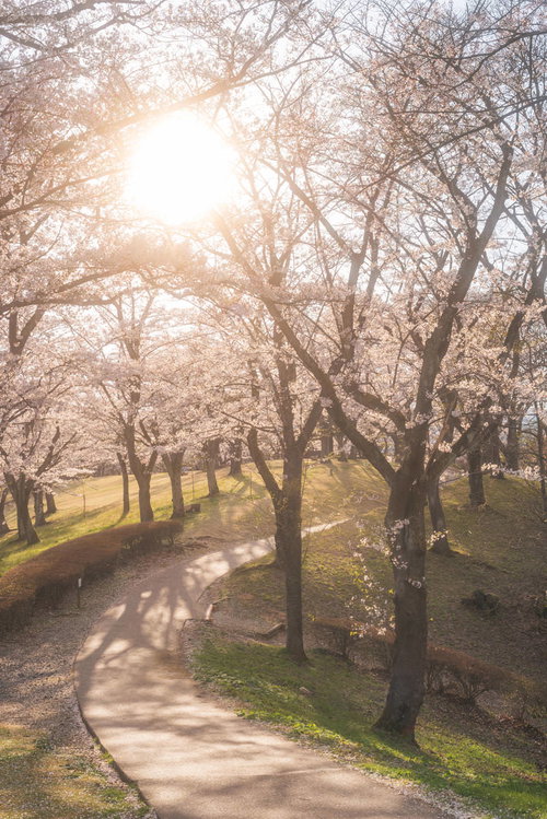 郡山市逢瀬公園の桜並木の坂道を夕暮れに見た春景色