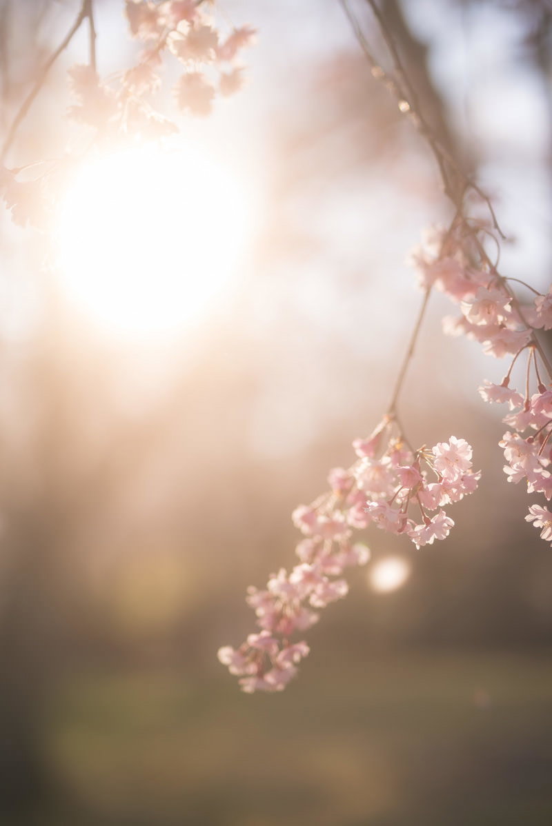 夕陽の光に照らされた満開の桜の花