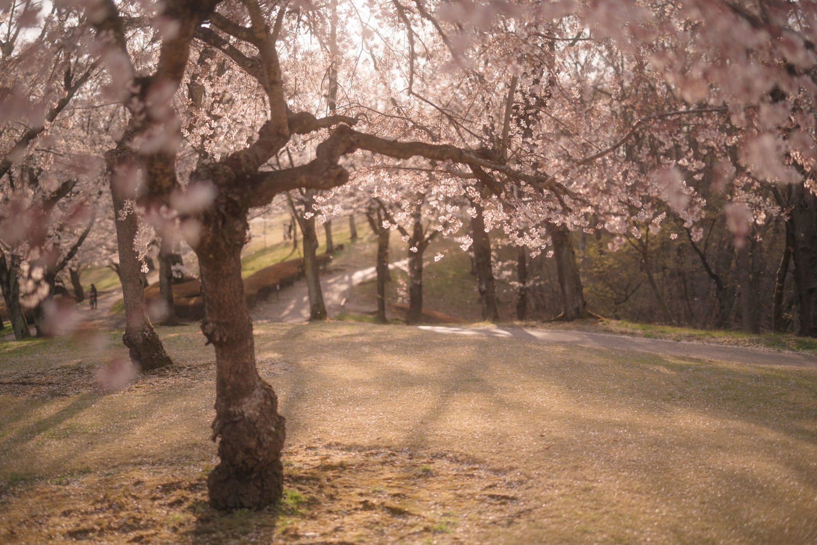 夕暮れの光に照らされた逢瀬公園の満開の桜並木と地面の花屑