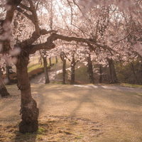 夕暮れ時の逢瀬公園の満開桜並木と散る花屑の春景色の写真