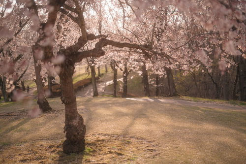 夕暮れ時の逢瀬公園の満開桜並木と散る花屑の春景色