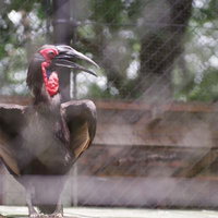 動物園の檻の中のミナミジサイチョウの顔のアップの写真