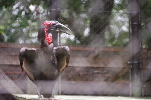 動物園の檻の中のミナミジサイチョウの顔のアップ