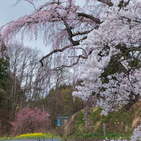 雨で濡れた枝垂れ桜と伊勢桜が満開に咲く福島県郡山市の春景色の写真