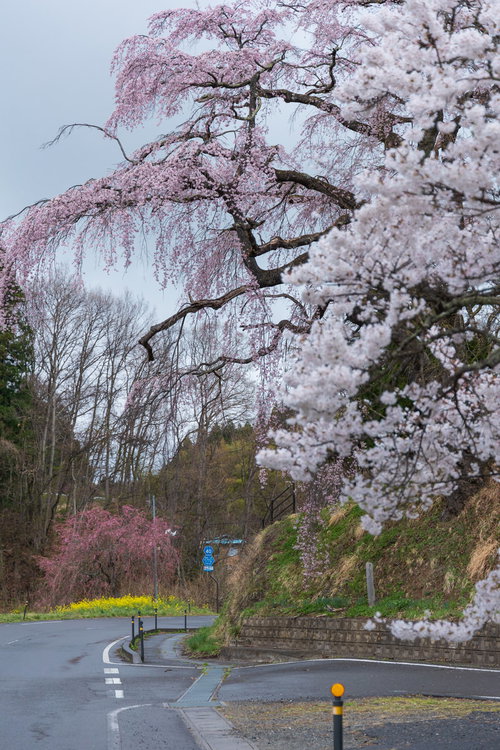 雨で濡れた枝垂れ桜と伊勢桜が満開に咲く福島県郡山市の春景色