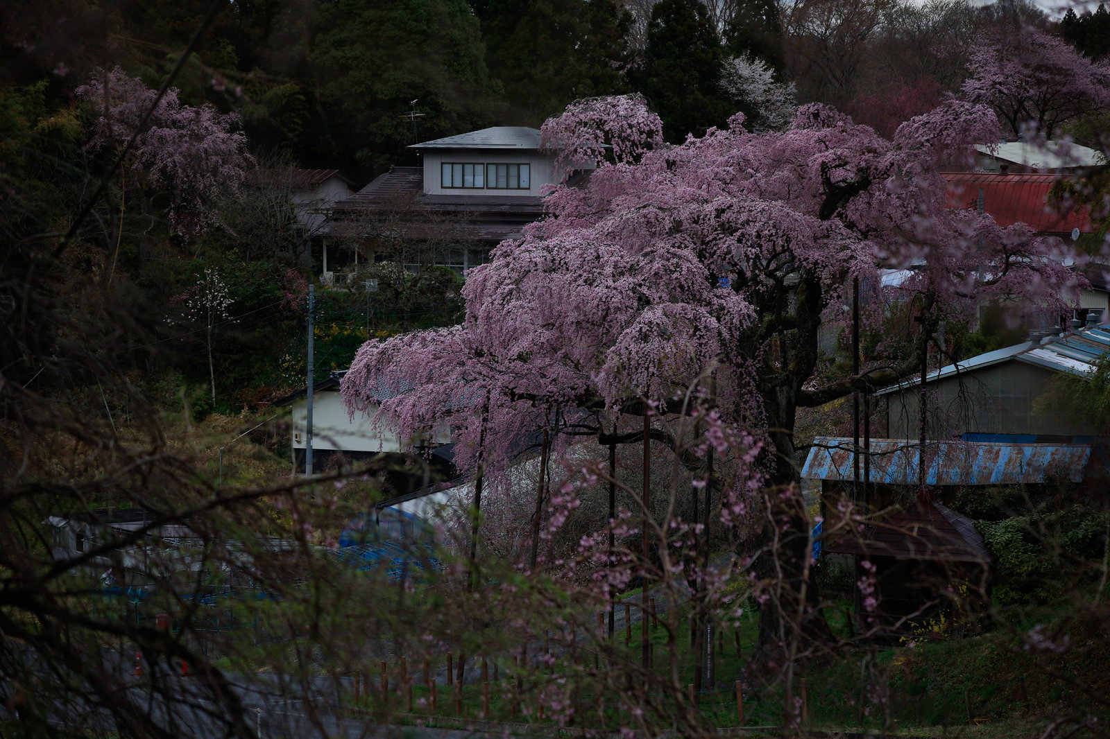 民家の庭に満開の紅枝垂地蔵桜