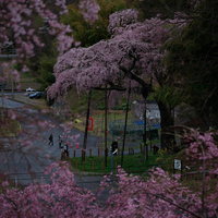 日没後に訪れた紅枝垂地蔵桜の写真