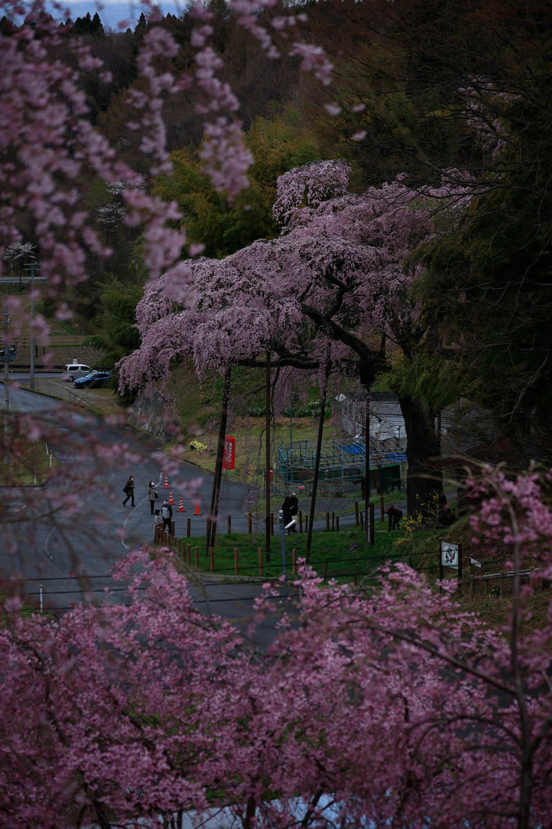夕暮れ時に満開に咲く紅枝垂地蔵桜の枝垂れる姿