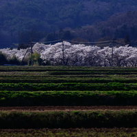 棚田の奥に望む笹原川の千本桜並木～春の満開の桜が帯状に連続する田園風景の写真