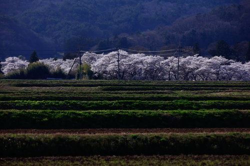 棚田の奥に望む笹原川の千本桜並木～春の満開の桜が帯状に連続する田園風景