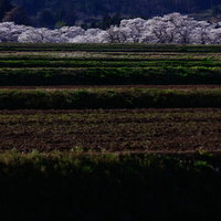 春の棚田と笹原川千本桜の風景の写真