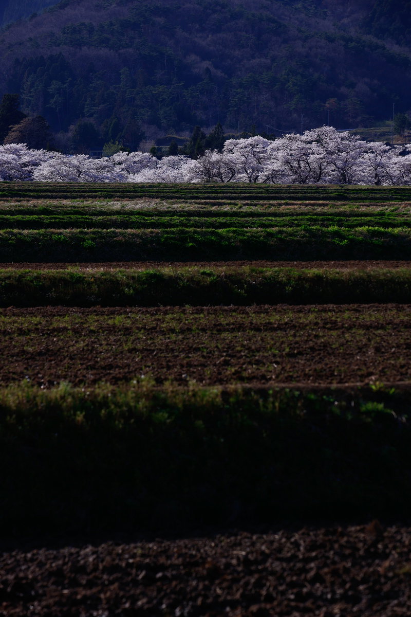棚田と満開の桜並木が広がる春の農村