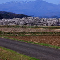 雪を頂く連山を背景に咲く笹原川の千本桜の写真