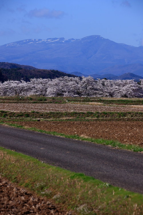 雪を頂く連山を背景に咲く笹原川の千本桜