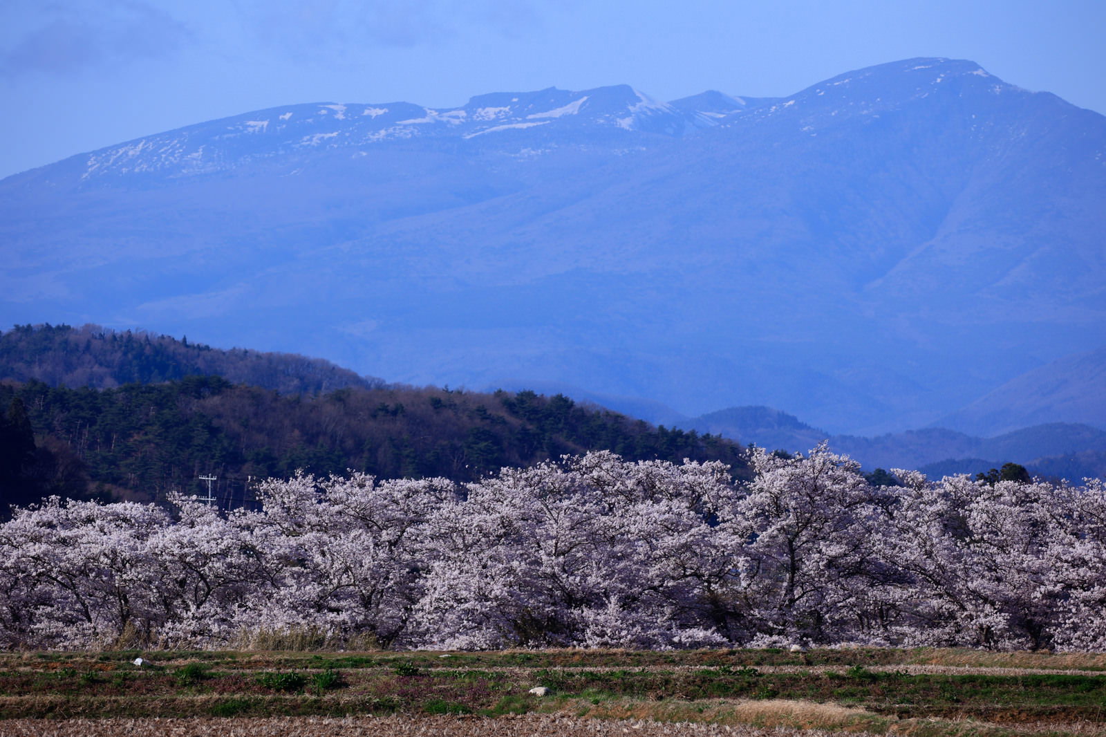 残雪の山を背景に笹原川沿いに満開の桜が咲き誇る千本桜の風景