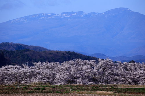 残雪の山を背景に咲く笹原川の千本桜 郡山市の春景色