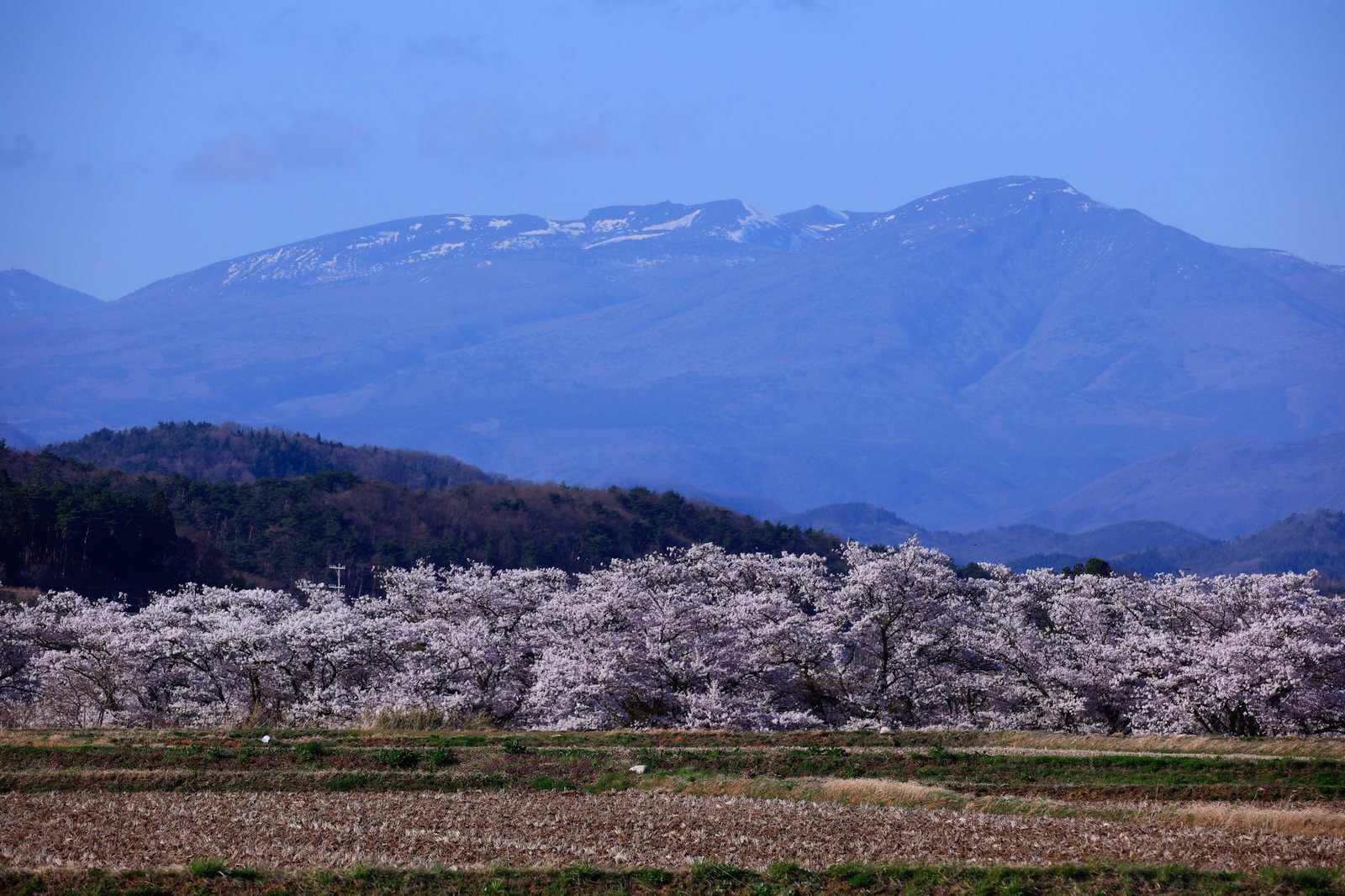 雪残る山々を背景に満開の白い桜並木が広がる春の風景