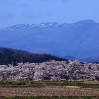 雪残る山々を背に満開を迎える笹原川の千本桜の写真