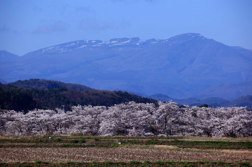 雪残る山々を背に満開を迎える笹原川の千本桜