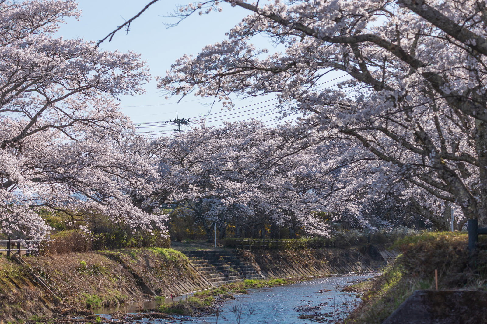 満開の桜が咲く笹原川沿い、川へ降りる石段と両岸に立ち並ぶ桜並木