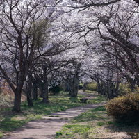 満開の笹原川千本桜の下に続く遊歩道、福島県郡山市の春の名所の写真