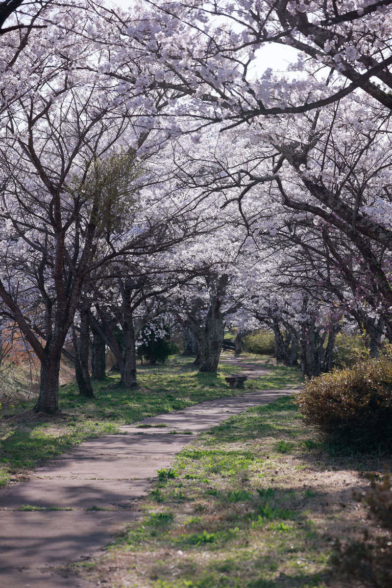 満開の桜並木の下を通る遊歩道、木漏れ日が差し込む春の風景