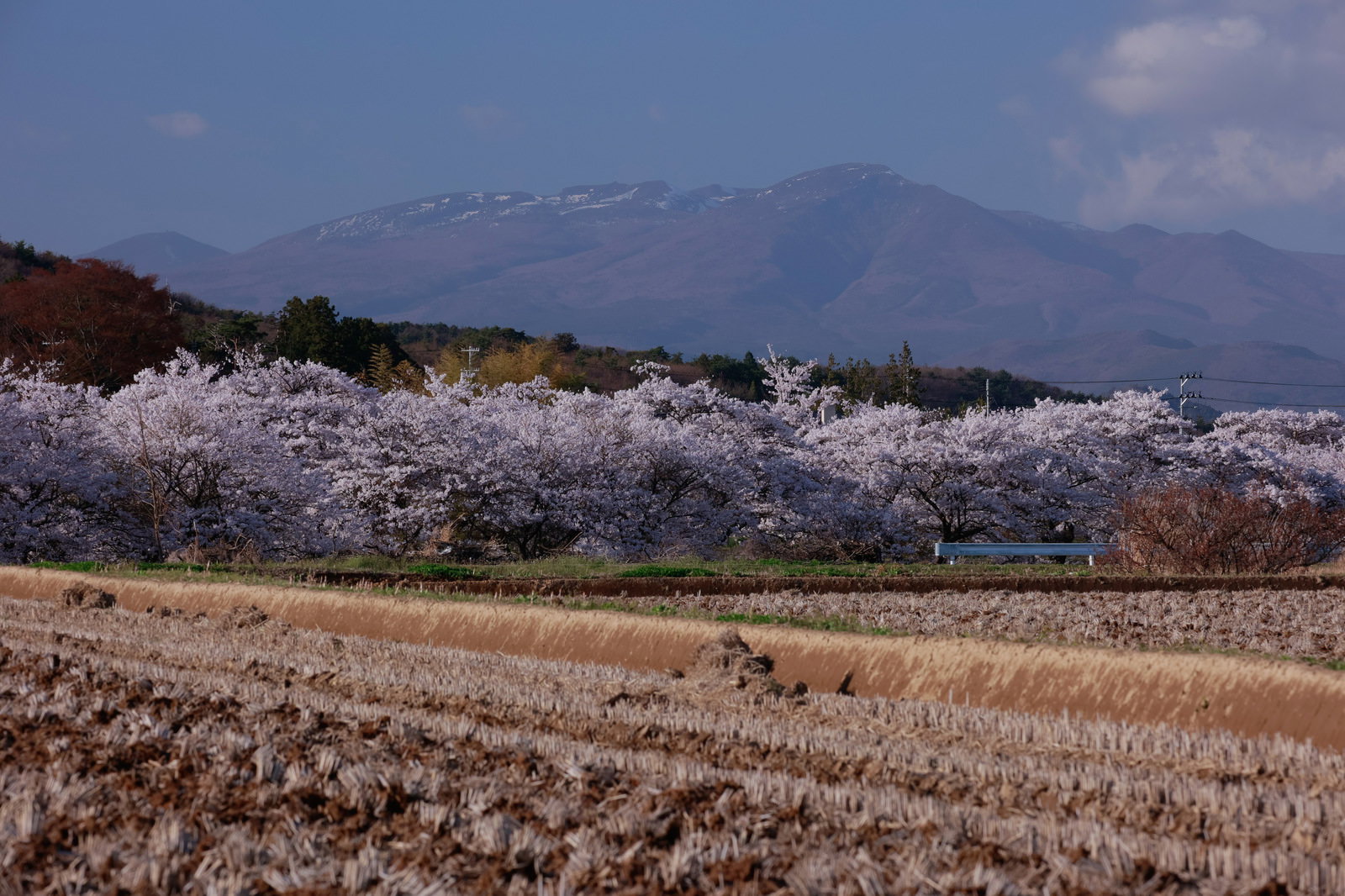田んぼの畔に満開の桜並木が連なり、遠景に山々が見える春の風景