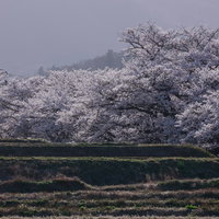満開爆発の笹原川千本桜、土手沿いに咲き誇る春景色の写真