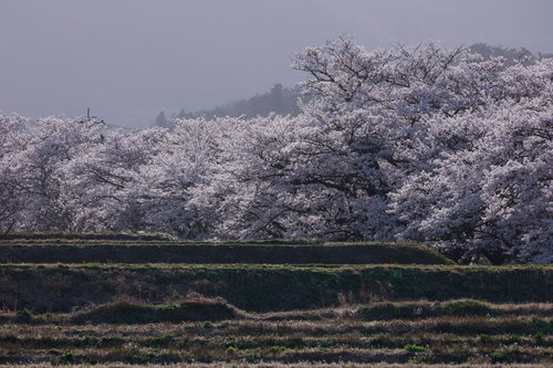 満開爆発の笹原川千本桜、土手沿いに咲き誇る春景色