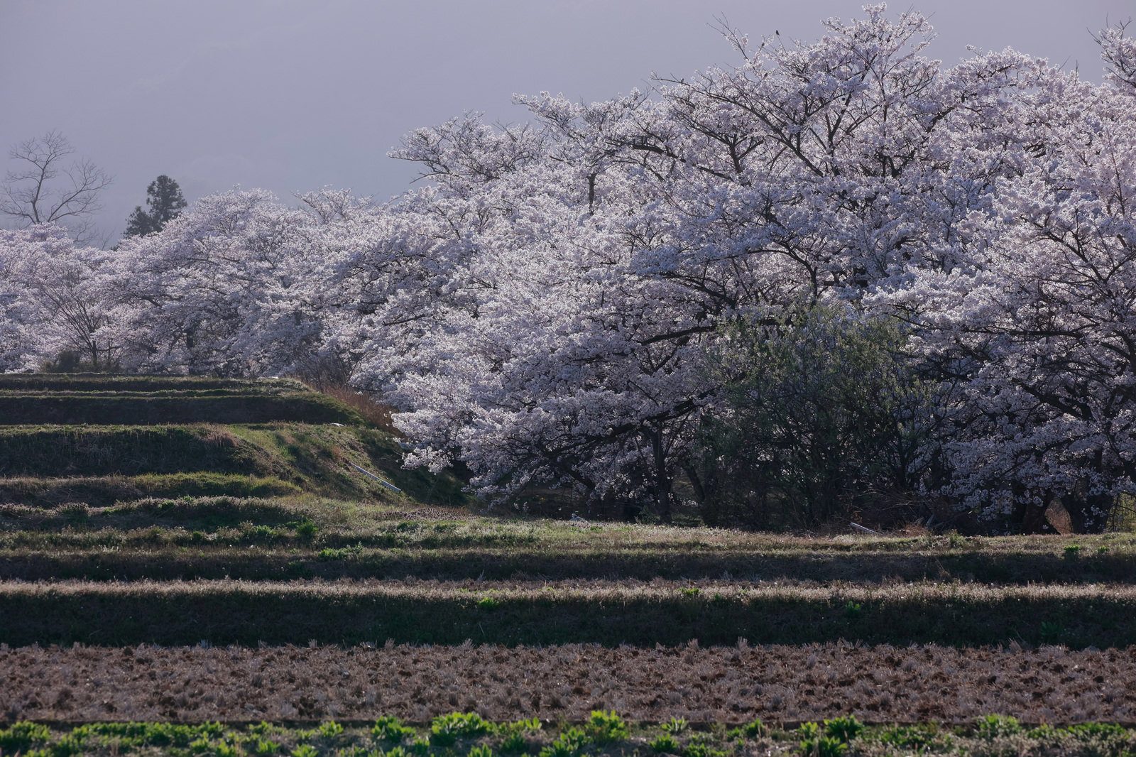満開の桜並木が咲く棚田の風景、薄曇りの空の下で静かな田園地帯