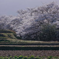 笹原川の千本桜が沿う棚田の桜並木と春の田園風景の写真