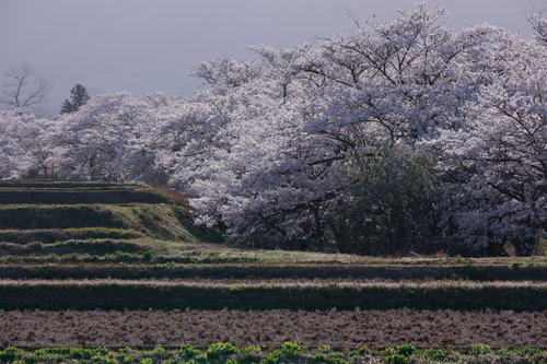 笹原川の千本桜が沿う棚田の桜並木と春の田園風景