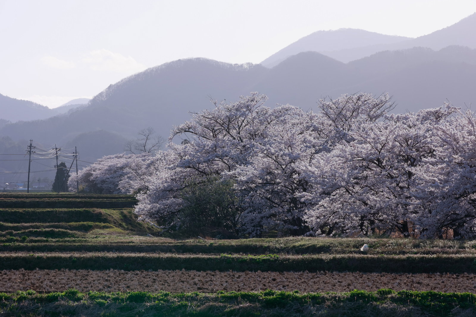 A spring landscape of a full bloom cherry blossom row and hazy mountain range seen across rice terraces
