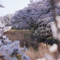 満開の桜に包まれた立ち枯れのススキが見守る笹原川の千本桜の写真