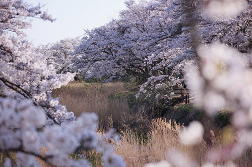満開の桜に包まれた立ち枯れのススキが見守る笹原川の千本桜