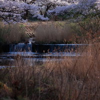 川沿いの枯れ葦と桜の写真