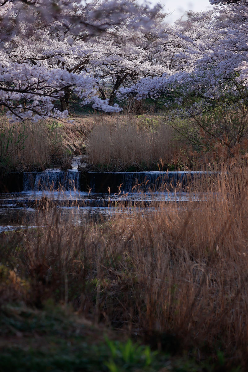 Pampas grass and cherry blossoms in full bloom along Sasaharagawa River