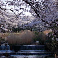 流れ落ちる川の水と笹原川の千本桜並木、春の満開の風景の写真