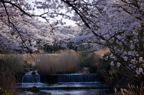 流れ落ちる川の水と笹原川の千本桜並木、春の満開の風景