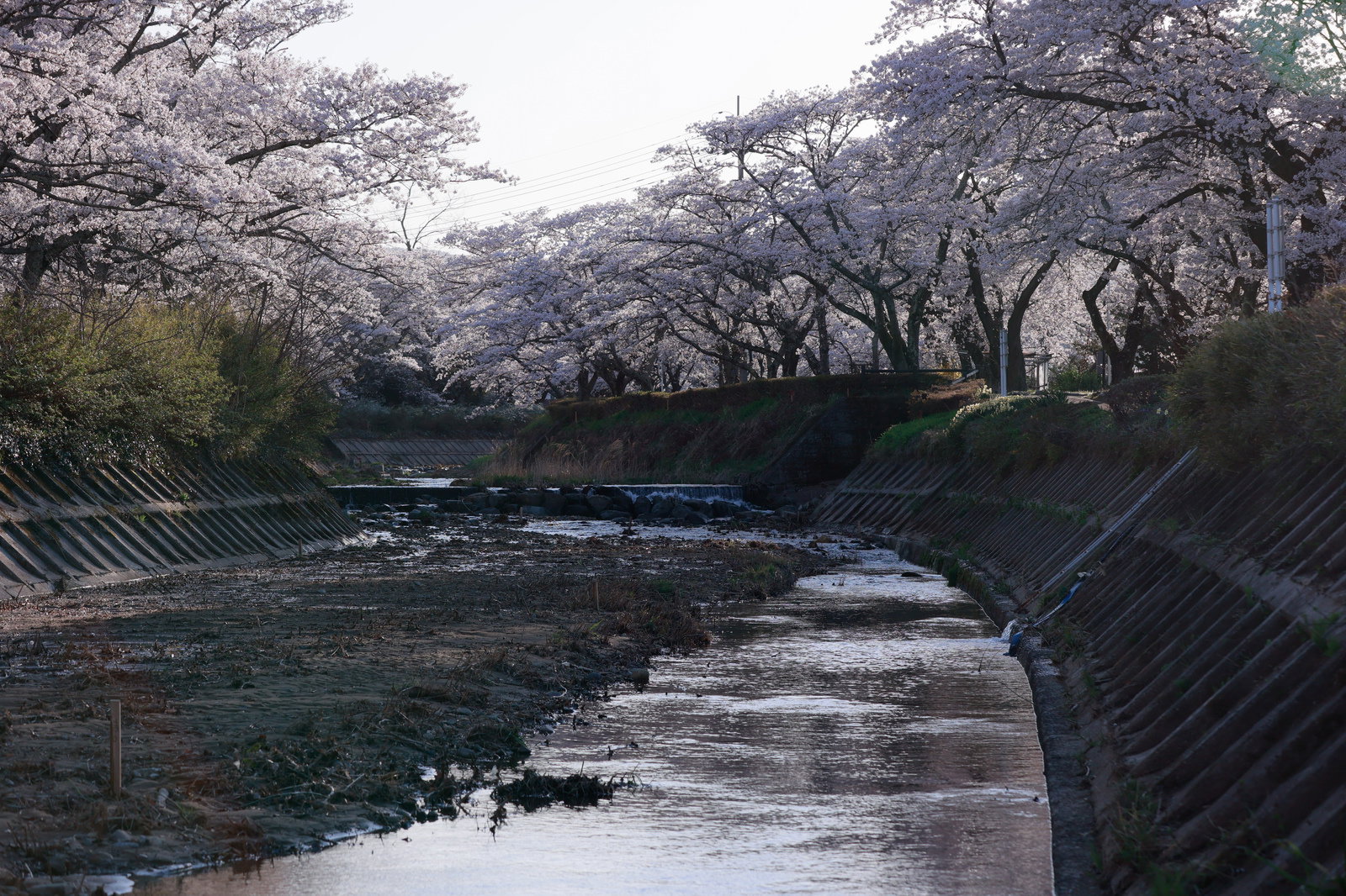 Upstream scenery of Sasahara River surrounded by cherry blossoms (sakura) in full bloom hanging from both banks toward the river