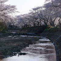 笹原川の千本桜と川の流れの写真