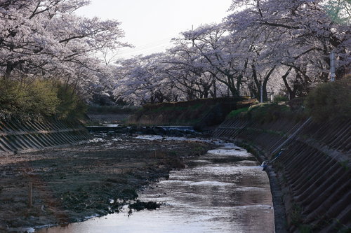 笹原川の千本桜と川の流れ